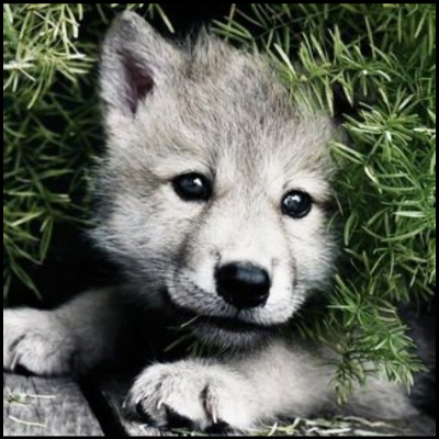 Red_Dog