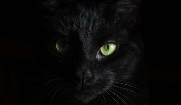 najładniejsze rasy kotów moim zdaniem