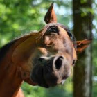 Cavaletti