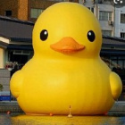 ktooo