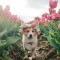 corgi55