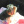 Cute_Junicorn