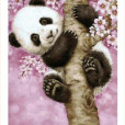 Pandzia08