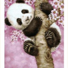 Pandzia08
