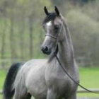 konie_czy_starstable_