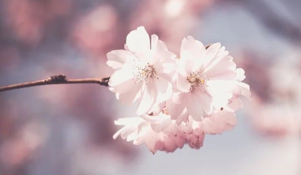 piosenka~kuce z bronksu wolmo~8