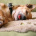 Rose_Beagle_