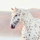 MintPony