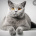 Fabi_koty