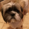 Odie