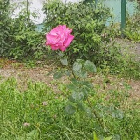 Weronikary09