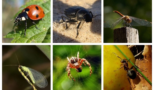 Przeliteruj gatunki owadów