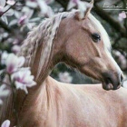 .lovely.horse