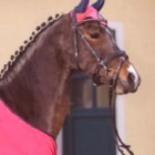 alusia_kocha_koniusia_