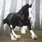 Opowiadania_fantasty
