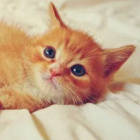 Kiciusio_miauu_54545