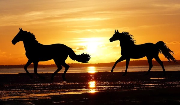 Test wiedzy o koniach. 2