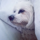 babyami