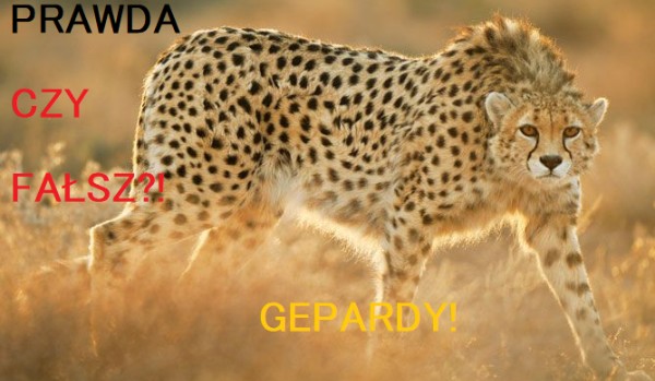 prawda czy fałsz-gepardy