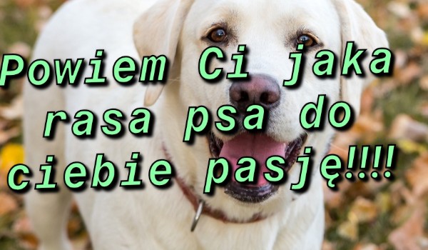 Jakim jesteś psem???