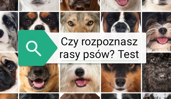 Czy rozpoznasz rasy psów? Test