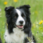 Boder_collie_kocham_