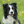 Boder_collie_kocham_