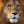 Lion_Man_