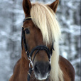 Wiki9909