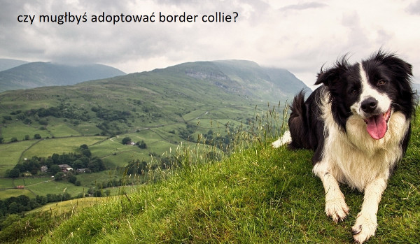 czy mugłbyś adoptować border collie?