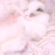 Julietkaa