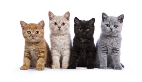 Zgadywanka dla kociarzy!