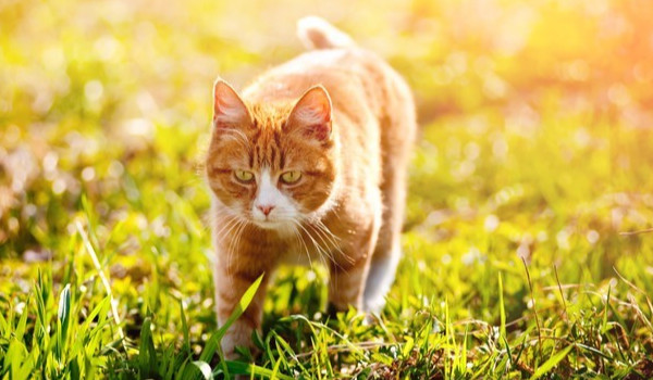 *~Złote Księżyce~* Rozdział 2