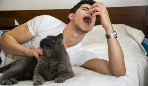 Czy rozpoznasz te rasy kotów dla alergików?