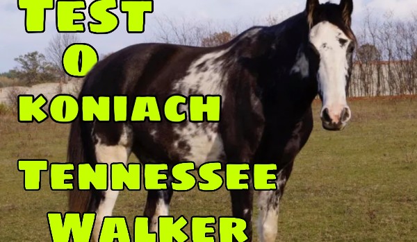 Test o koniach Tennessee Walker