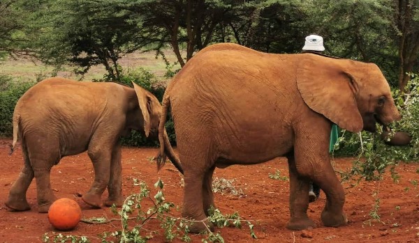 Którym zwierzęciem jesteś