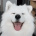 Samoyedo