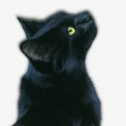 StarCat
