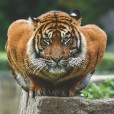 white.tiger