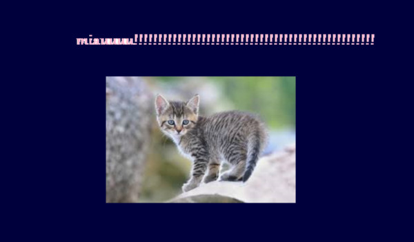 jakim kotem jesteś 2