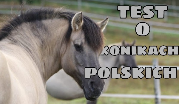 Test o konikach Polskich