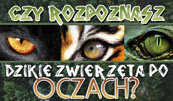 Czy rozpoznasz dzikie zwierzęta po ich oczach? Sprawdź!