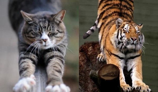 Czy twój kot jest  podobny do tygrysa?