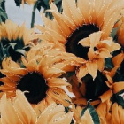 _Sun_f1ower_