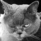 Darkcat11