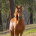 Ronja_Horses