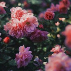 Uwielbiam_Girl_with_Rose