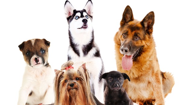 Czy rozpoznasz rasy psów