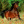 horseflash