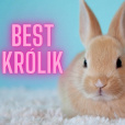 bestkrolik
